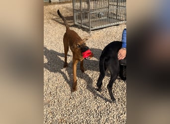 Bjarne – ein Freund fürs Leben (4700 Eupen)