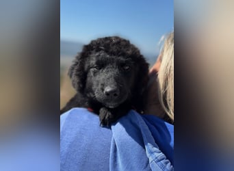 Rumi - Freund fürs Leben gesucht