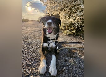 TUCKER (*2021) auf PS in 97080 Würzburg