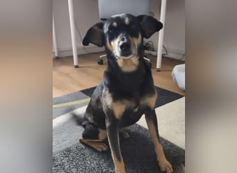 Kleiner Luca wartet in der Nähe von München