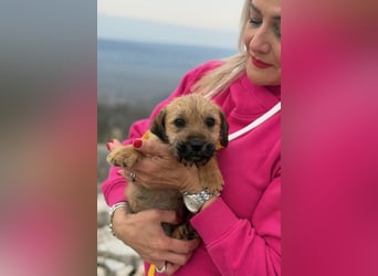 Pepper sucht ihr Glück (47839 Krefeld)