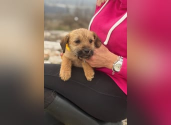 Pepper sucht ihr Glück (47839 Krefeld)