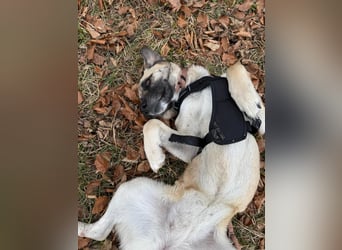 Sanfte Seele Emma sucht ihr Zuhause!