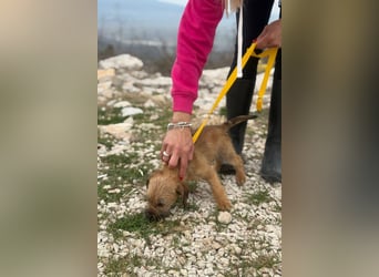 Pepper sucht ihr Glück (47839 Krefeld)