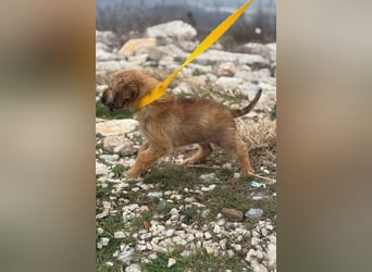 Pepper sucht ihr Glück (47839 Krefeld)