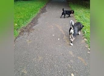 Notfall. Dringend Hilfe für Ringo und Meggie gesucht