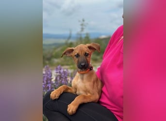 Bjarne – ein Freund fürs Leben (4700 Eupen)