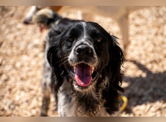 Flek wartet darauf, seine eigene Familie zu finden (47506 Neukirchen-Vluyn)