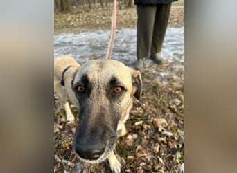 Sanfte Seele Emma sucht ihr Zuhause!