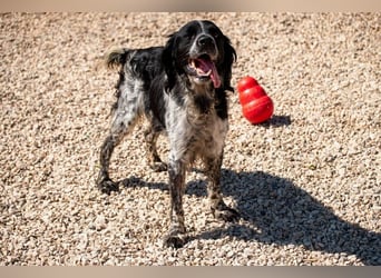 Flek wartet darauf, seine eigene Familie zu finden (47506 Neukirchen-Vluyn)