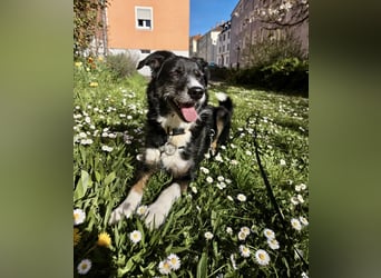 TUCKER (*2021) auf PS in 97080 Würzburg