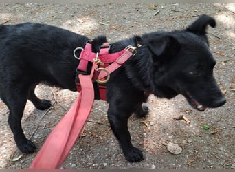 Notfall. Dringend Hilfe für Ringo und Meggie gesucht