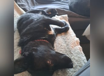 Notfall. Dringend Hilfe für Ringo und Meggie gesucht