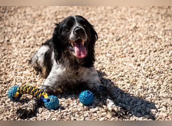 Flek wartet darauf, seine eigene Familie zu finden (47506 Neukirchen-Vluyn)