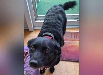 Notfall. Dringend Hilfe für Ringo und Meggie gesucht