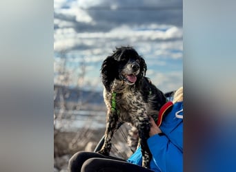 Dina – deine neue beste Fellnasen-Freundin! (47506 Neukirchen-Vluyn)