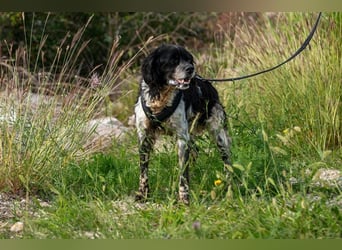 Dina – deine neue beste Fellnasen-Freundin! (47506 Neukirchen-Vluyn)