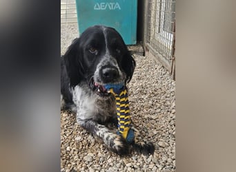 Flek wartet darauf, seine eigene Familie zu finden (47506 Neukirchen-Vluyn)