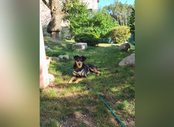 Kleiner Luca wartet in der Nähe von München