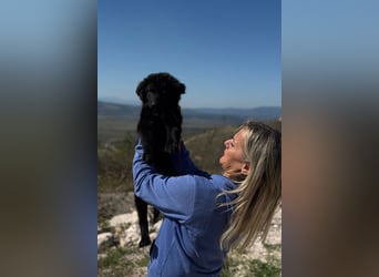 Rumi - Freund fürs Leben gesucht