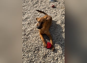 Bjarne – ein Freund fürs Leben (4700 Eupen)