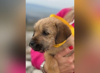 Pepper sucht ihr Glück (47839 Krefeld)