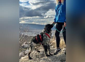 Flek wartet darauf, seine eigene Familie zu finden (47506 Neukirchen-Vluyn)