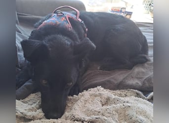 Notfall. Dringend Hilfe für Ringo und Meggie gesucht