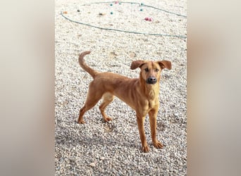 Bjarne – ein Freund fürs Leben (4700 Eupen)