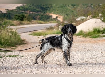 Flek wartet darauf, seine eigene Familie zu finden (47506 Neukirchen-Vluyn)