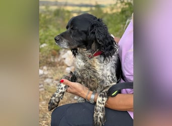 Dina – deine neue beste Fellnasen-Freundin! (47506 Neukirchen-Vluyn)