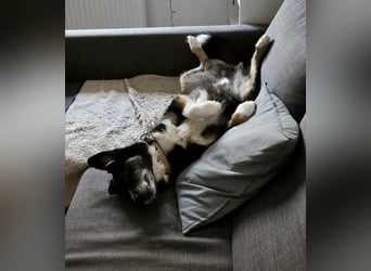TUCKER (*2021) auf PS in 97080 Würzburg