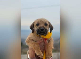 Pepper sucht ihr Glück (47839 Krefeld)