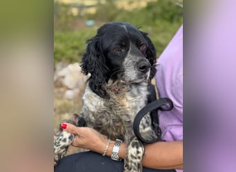 Dina – deine neue beste Fellnasen-Freundin! (47506 Neukirchen-Vluyn)