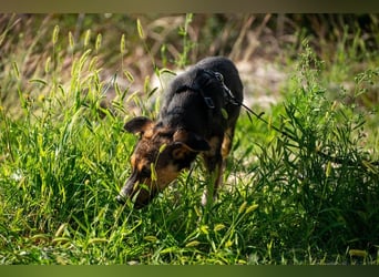Wundervolle Rixa möchte endlich ankommen (77866 Rheinau)