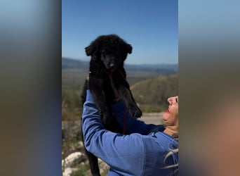 Rumi - Freund fürs Leben gesucht