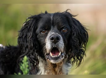 Dina – deine neue beste Fellnasen-Freundin! (47506 Neukirchen-Vluyn)