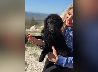 Rumi - Freund fürs Leben gesucht