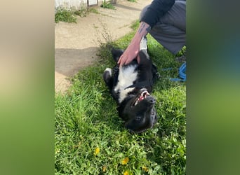 Notfall. Dringend Hilfe für Ringo und Meggie gesucht