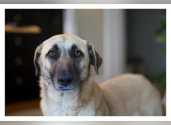 Sanfte Seele Emma sucht ihr Zuhause!