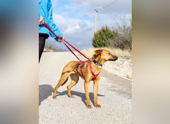 Bjarne – ein Freund fürs Leben (4700 Eupen)