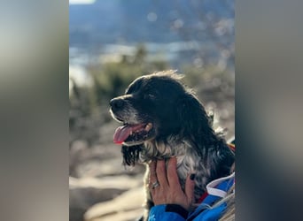 Flek wartet darauf, seine eigene Familie zu finden (47506 Neukirchen-Vluyn)