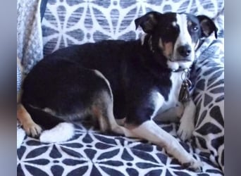 Notfall. Dringend Hilfe für Ringo und Meggie gesucht