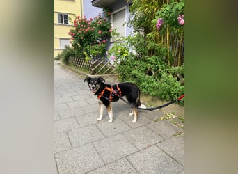 Super lieber Homer wartet in München