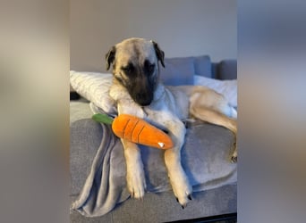 Sanfte Seele Emma sucht ihr Zuhause!