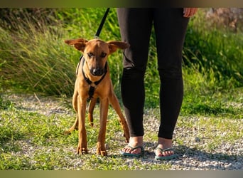 Bjarne – ein Freund fürs Leben (4700 Eupen)