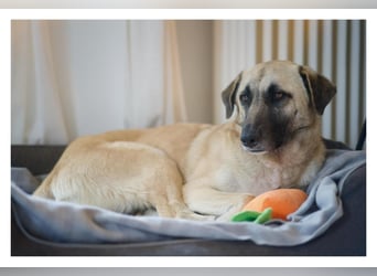 Sanfte Seele Emma sucht ihr Zuhause!