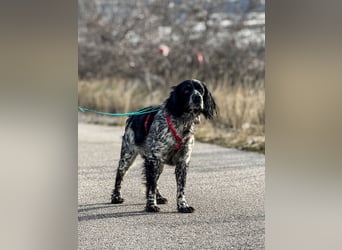 Flek wartet darauf, seine eigene Familie zu finden (47506 Neukirchen-Vluyn)