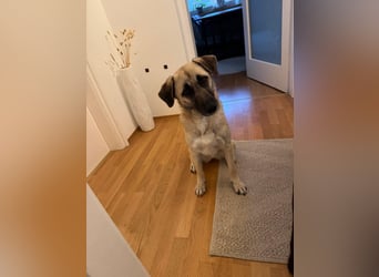 Sanfte Seele Emma sucht ihr Zuhause!