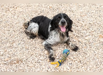 Flek wartet darauf, seine eigene Familie zu finden (47506 Neukirchen-Vluyn)